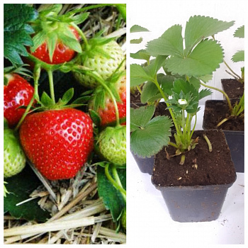 Земляника садовая Гирлянда НАБОР 5ШТ Земляника садовая Гирлянда НАБОР 5ШТ