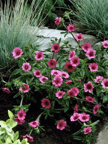 Лапчатка непальская Miss Willmott