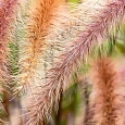 Пеннисетум восточный Flamingo