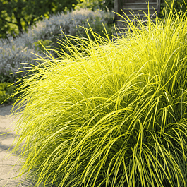 Лисохвост луговой Аureovariegatus