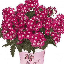 Вербена Empress Flair Cherry Charme