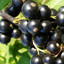 2шт Смородина черная Багира 2шт Смородина черная Багира