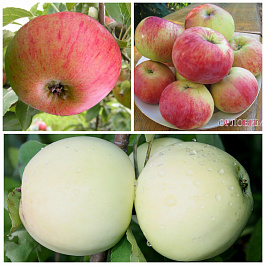 Дерево-сад (2-3х летка) яблоня 3 сорта Налив белый - Медуница - Орловим Дерево-сад (2-3х летка) яблоня 3 сорта Налив белый - Медуница - Орловим