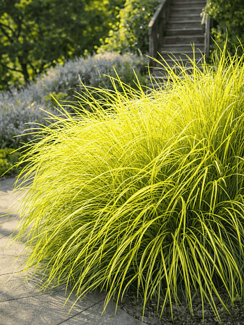 Лисохвост луговой Аureovariegatus