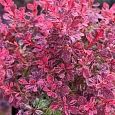Барбарис Тунберга Inspiration