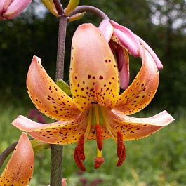 Лилия видовая Пеппард Голд