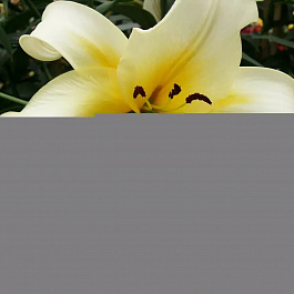 Лилия ОТ-гибрид Лейт Морнинг