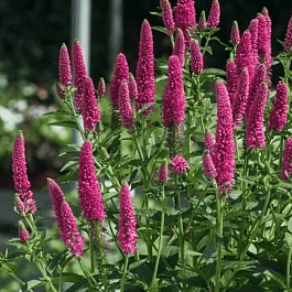 Вероника First Love