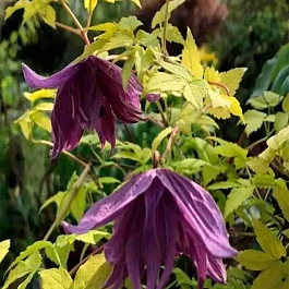 Клематис LUMINOUS® DUSK 