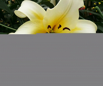 Лилия ОТ-гибрид Лейт Морнинг