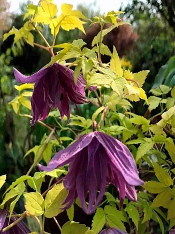 Клематис LUMINOUS® DUSK 