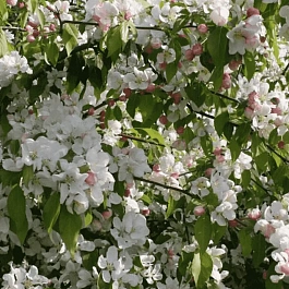 Яблоня декоративная Red Jade