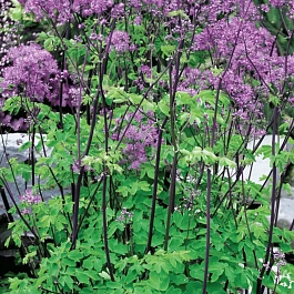 Василистник Делавея Black Stockings