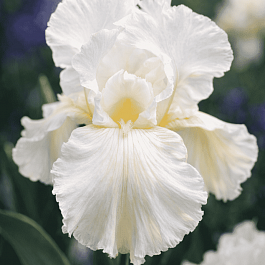 Ирис германский White Knight
