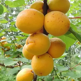 Абрикос Десертный