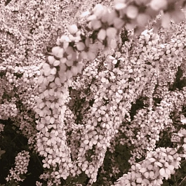 Спирея Тунберга Fujino Pink