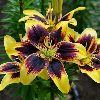 Лилия азиатская Пьетон НАБОР 2ШТ (1+1)