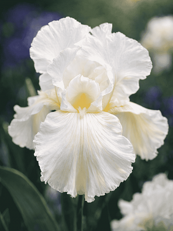 Ирис германский White Knight