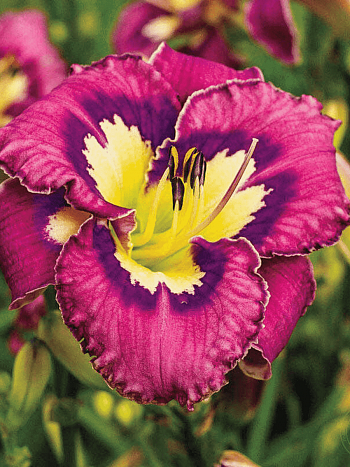 Лилейник Catcher in the Eye