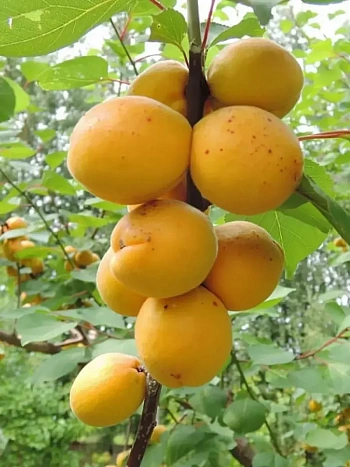 Абрикос Десертный