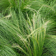 Ковыль тончайший Angel Hair