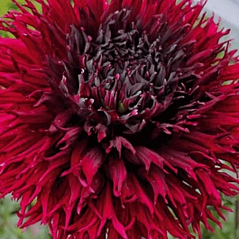 Георгина Kenora Macob-b