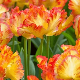 Тюльпан попугайный Carribean Parrot