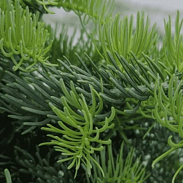 Пихта одноцветная Archers Dwarf