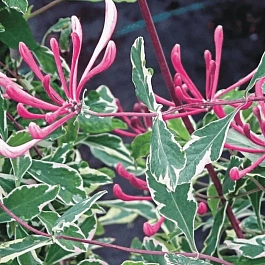 Жимолость вьющаяся HARLEQUIN Sherlite