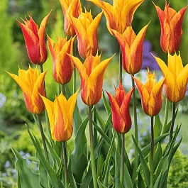 Тюльпан Vendeeglobe