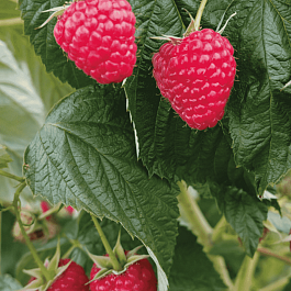 Малина обыкновенная Делнива