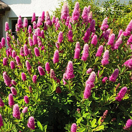 Спирея Билларда