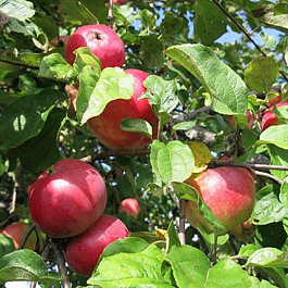 Яблоня Звездочка Яблоня Звездочка