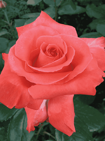 Роза чайно-гибридная Wow