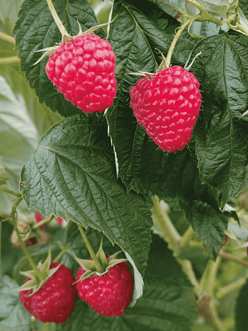 Малина обыкновенная Делнива