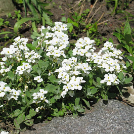 Арабис кавказский