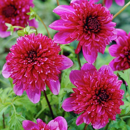 Георгина Анемоновидная Ричардс Форчун