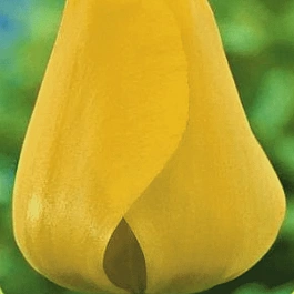 Тюльпан пестролистный Happy Design