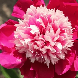 Пион Молочноцветковый Nellie Saylor