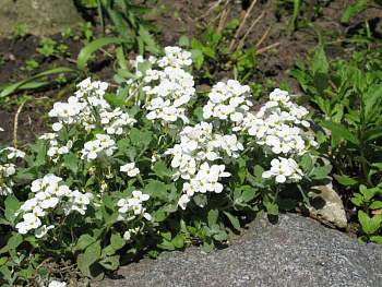 Арабис кавказский