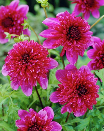 Георгина Анемоновидная Ричардс Форчун