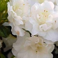 Азалия японская Schneeperle