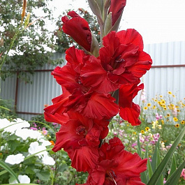 Гладиолус гофрированный Велвет Рассберри