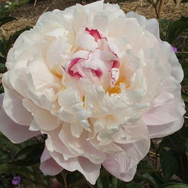 Пион травянистый Вог