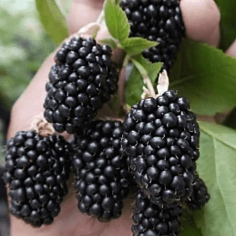 Ежевика ремонтантная Prime Ark Freedom