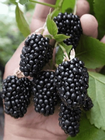 Ежевика ремонтантная Prime Ark Freedom