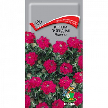 Вербена гибридная Маджента