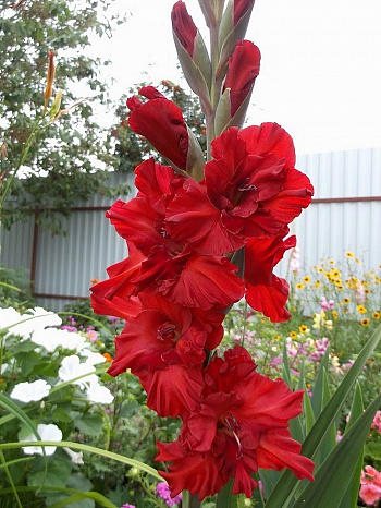 Гладиолус гофрированный Велвет Рассберри