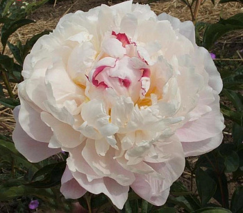 Пион травянистый Вог