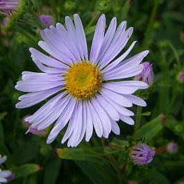 Астра итальянская Вайолит Квин